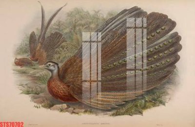 File tranh Tranh sơn dầu phương tây tổng hợp STS70702 (bản gốc) in lụa 3D