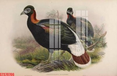 File ảnh Tranh sơn dầu phương tây tổng hợp STS70706 (gốc) dùng in Pano