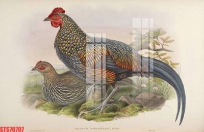 File gốc Tranh sơn dầu phương tây tổng hợp STS70707 (ảnh chi tiết) để in ấn