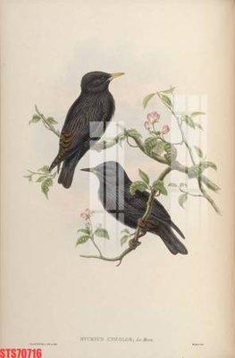 Download file gốc Tranh sơn dầu phương tây tổng hợp STS70716 (in lụa) cao cấp