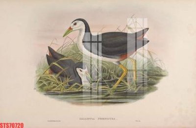 Tải về file tranh gốc Tranh sơn dầu phương tây tổng hợp STS70720 (để in quảng cáo)