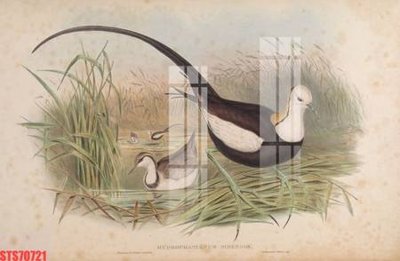 Tải file gốc Tranh sơn dầu phương tây tổng hợp STS70721 (bản PSD) đầy đủ layer