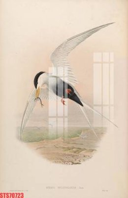 File gốc Tranh sơn dầu phương tây tổng hợp STS70723 (in mica) trang trí