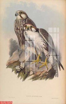 File in trần Tranh sơn dầu phương tây tổng hợp STS70732 (bản gốc) 5D