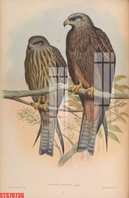 File gốc Tranh sơn dầu phương tây tổng hợp STS70736 (ảnh chi tiết) để in trần