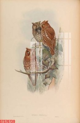 Tải file gốc in lụa Tranh sơn dầu phương tây tổng hợp STS70739 siêu nét