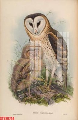 File gốc Tranh sơn dầu phương tây tổng hợp STS70744 (in lụa) cao cấp