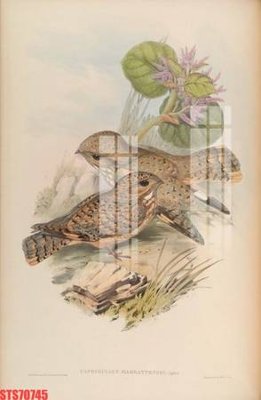 File in trần Tranh sơn dầu phương tây tổng hợp STS70745 (bản gốc) hoa văn