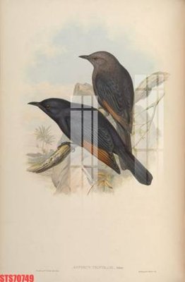 Tải file Tranh sơn dầu phương tây tổng hợp STS70749 (gốc) in nhanh