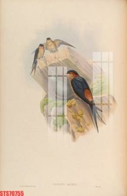 Tải file gốc Tranh sơn dầu phương tây tổng hợp STS70755 dùng cho in ấn