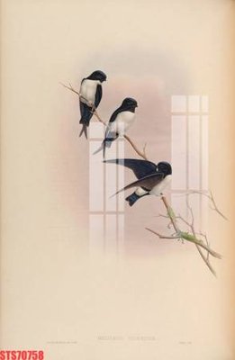 File gốc Tranh sơn dầu phương tây tổng hợp STS70758 (phiên bản chuẩn) để in ấn