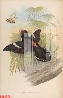 Tải file Tranh sơn dầu phương tây tổng hợp STS70791 (PSD) cho in tranh kính