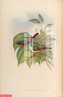 File gốc Tranh sơn dầu phương tây tổng hợp STS70818 (in lụa) trang trí tường