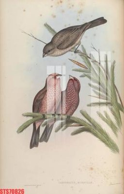 File PSD in ấn Tranh sơn dầu phương tây tổng hợp STS70826 (chất lượng cao)