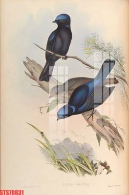 Ảnh gốc file in lụa Tranh sơn dầu phương tây tổng hợp STS70831 chi tiết