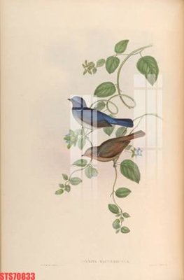 Tải file Tranh sơn dầu phương tây tổng hợp STS70833 (PSD) cho in ấn quảng cáo