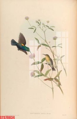 File ảnh gốc Tranh sơn dầu phương tây tổng hợp STS70834 không vỡ nét