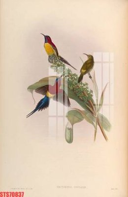 Tải file Tranh sơn dầu phương tây tổng hợp STS70837 (gốc) làm file in ấn