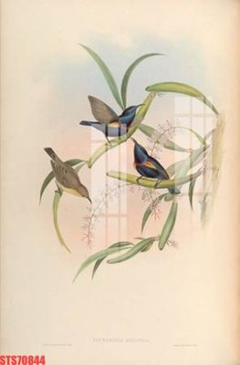 File tranh quảng cáo Tranh sơn dầu phương tây tổng hợp STS70844 (file gốc) chuyên nghiệp