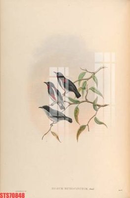 File gốc Tranh sơn dầu phương tây tổng hợp STS70848 (in tráng gương) hiện đại