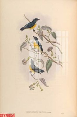 Tải file gốc Tranh sơn dầu phương tây tổng hợp STS70854 (bản PSD) còn layer