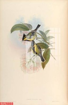 File gốc Tranh sơn dầu phương tây tổng hợp STS70868 (in tráng gương) ốp tường