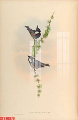 File gốc Tranh sơn dầu phương tây tổng hợp STS70876 (thiết kế) độc quyền