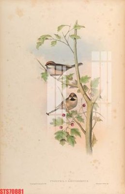 File in trần Tranh sơn dầu phương tây tổng hợp STS70881 (bản gốc) 5D