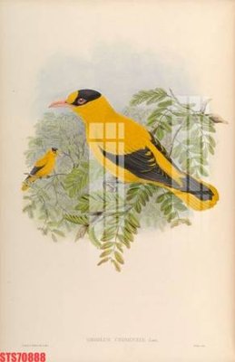 Mua file gốc Tranh sơn dầu phương tây tổng hợp STS70888 (PSD) tại Filetranh.com