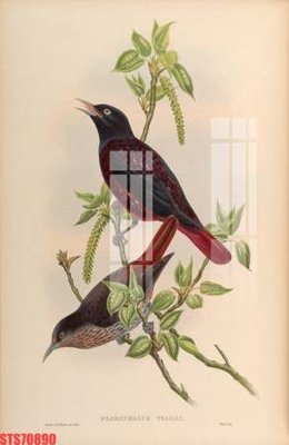 Download file gốc Tranh sơn dầu phương tây tổng hợp STS70890 (in lụa) cao cấp