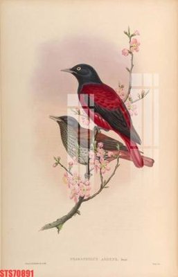 File tranh Tranh sơn dầu phương tây tổng hợp STS70891 (gốc) in trên kính