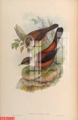 File gốc Tranh sơn dầu phương tây tổng hợp STS70897 (in lụa) hoa văn cổ điển