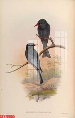 File tranh gốc Tranh sơn dầu phương tây tổng hợp STS70905 (bản đẹp) độc quyền