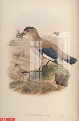 Download file Tranh sơn dầu phương tây tổng hợp STS70926 (gốc) in mica ốp bếp