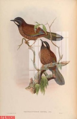 Tải file Tranh sơn dầu phương tây tổng hợp STS70936 (gốc) in tranh tráng gương