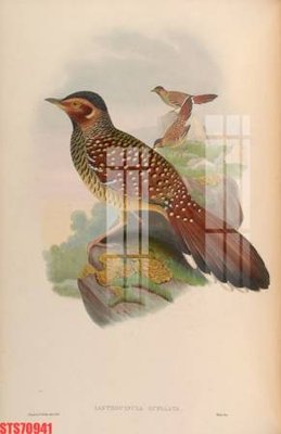 File in ấn cao cấp Tranh sơn dầu phương tây tổng hợp STS70941 (file gốc)