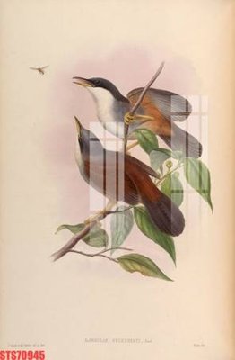 File gốc in ấn Tranh sơn dầu phương tây tổng hợp STS70945 chuẩn màu CMYK