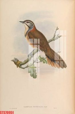 File tranh trang trí Tranh sơn dầu phương tây tổng hợp STS70951 (tải file gốc)