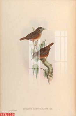 File in trần Tranh sơn dầu phương tây tổng hợp STS70962 (file gốc) phong thủy