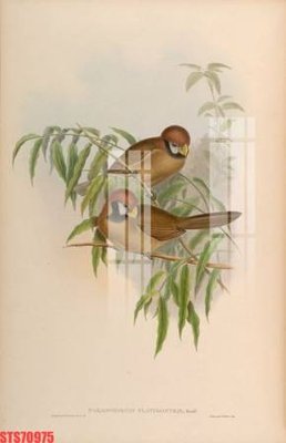 File tranh Tranh sơn dầu phương tây tổng hợp STS70975 (bản gốc) in lụa dán tường