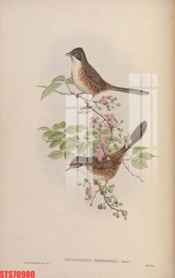 File tranh Tranh sơn dầu phương tây tổng hợp STS70980 (file gốc) chủ đề phong thủy