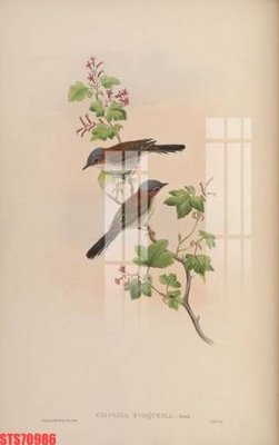 File gốc Tranh sơn dầu phương tây tổng hợp STS70986 (PNG) không nền chất lượng