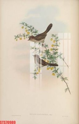 File tranh gốc in trần nhà Tranh sơn dầu phương tây tổng hợp STS70989 3D