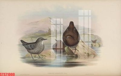 File PSD Tranh sơn dầu phương tây tổng hợp STS71000 (bản gốc) chất lượng nhất