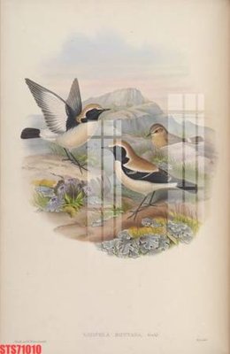 Mua file gốc Tranh sơn dầu phương tây tổng hợp STS71010 (PSD) tại Filetranh.com