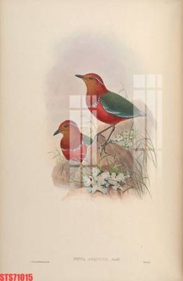 File PSD Tranh sơn dầu phương tây tổng hợp STS71015 (chất lượng in ấn)