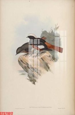 File gốc Tranh sơn dầu phương tây tổng hợp STS71017 (in tráng gương) nghệ thuật