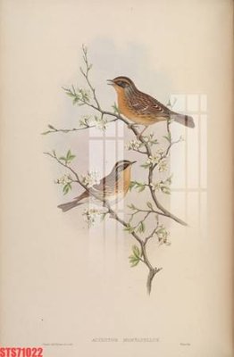 File in trần Tranh sơn dầu phương tây tổng hợp STS71022 (bản gốc) hoa văn