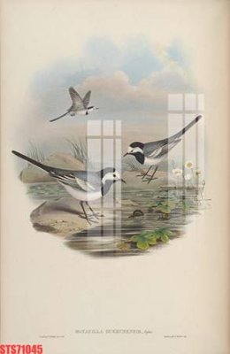 File gốc Tranh sơn dầu phương tây tổng hợp STS71045 (in tráng gương) sang trọng