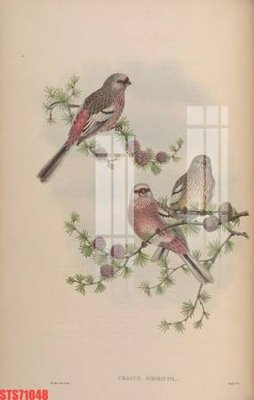 File gốc Tranh sơn dầu phương tây tổng hợp STS71048 (in lụa) hoa văn cổ điển